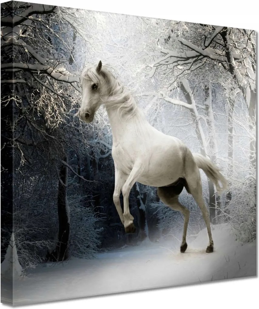 Vászonkép 20x20 Fehér paripa