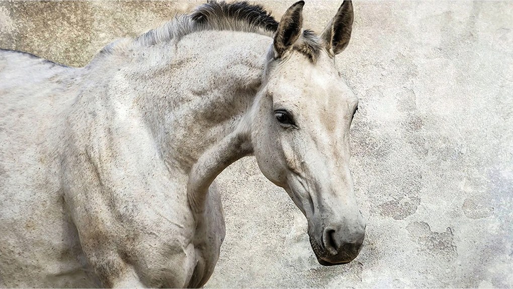 Fotótapéta Fehér ló vinil 416x254 Elegancia és stílus az otthonodba +ragasztó