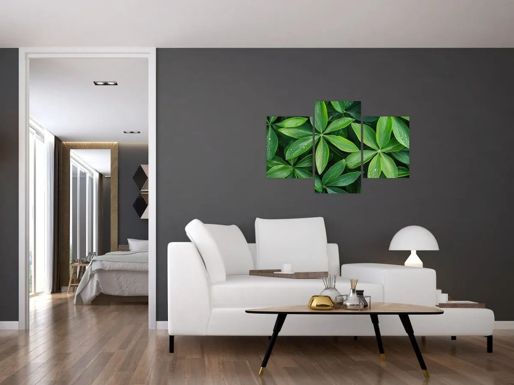 Kép - Levelek harmatcseppekkel (90x60 cm)