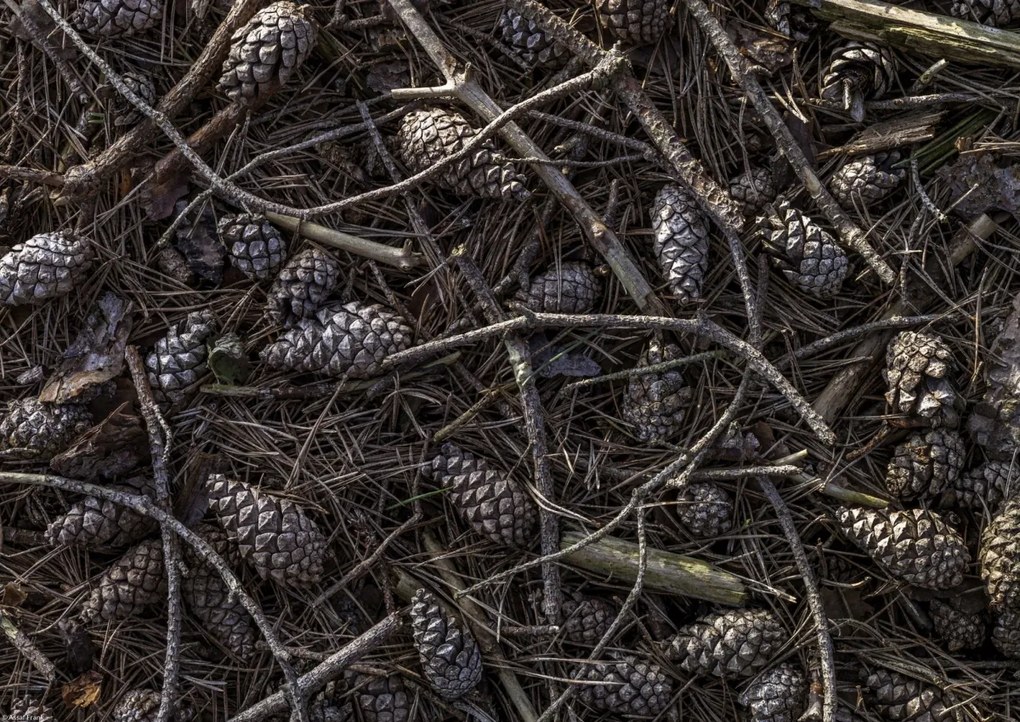 Poszter 42x29,7cm Erdei talaj tobozokkal és faágakkal borítva, Assaf