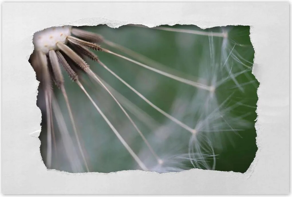 Poszterek 60x40 Pitypang Virág Virágok