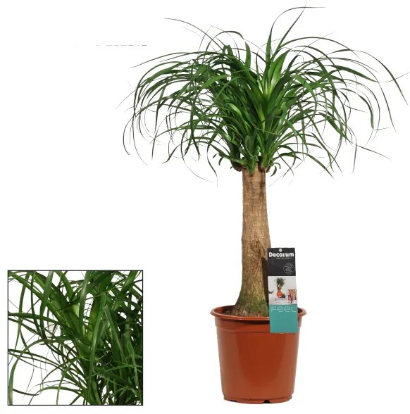 ELEFÁNTLÁB TÖRZSES CS:21CM BEAUCARNEA (NOLINA)