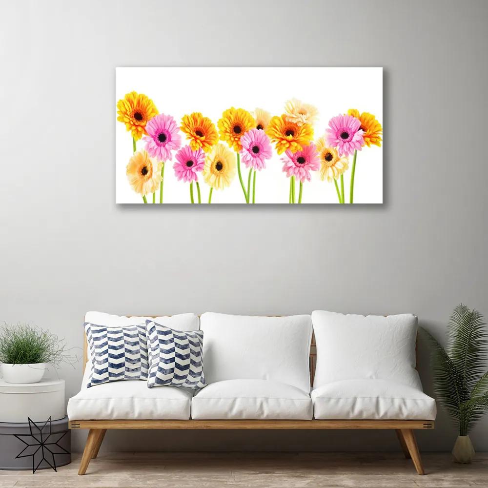 Canvas kép Színes százszorszép virágok 140x70 cm