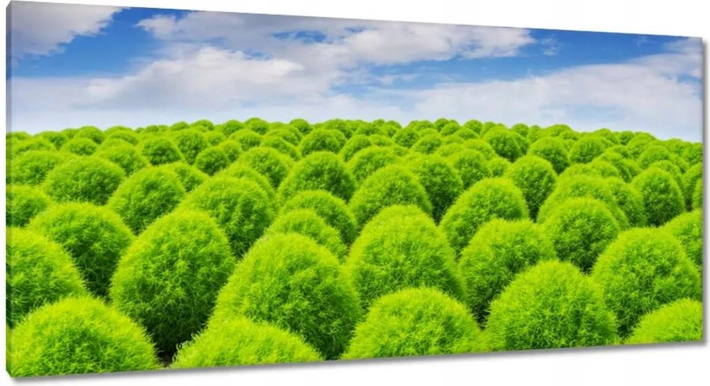 Vászonkép 115x55 Zöld tekintet Völgy