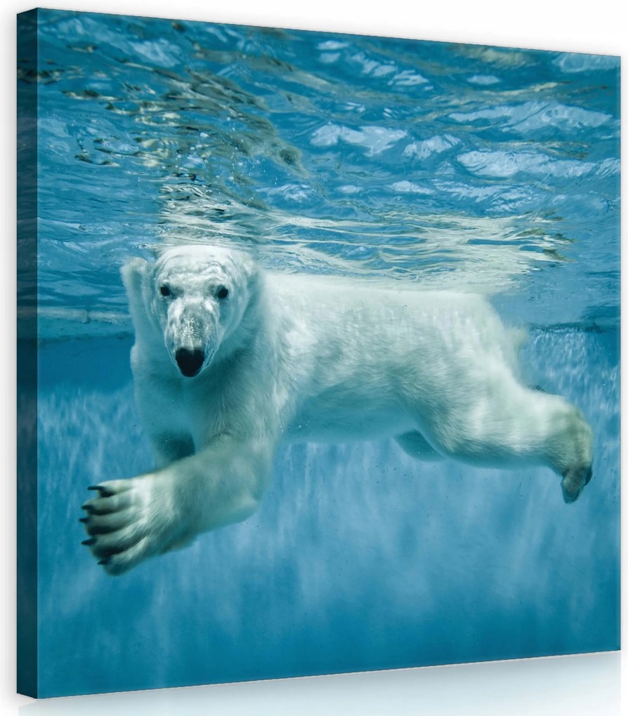 Vászonkép 40x40 Jegesmedve úszás a víz alatt Sarkvidék nyugalom fehér kék
