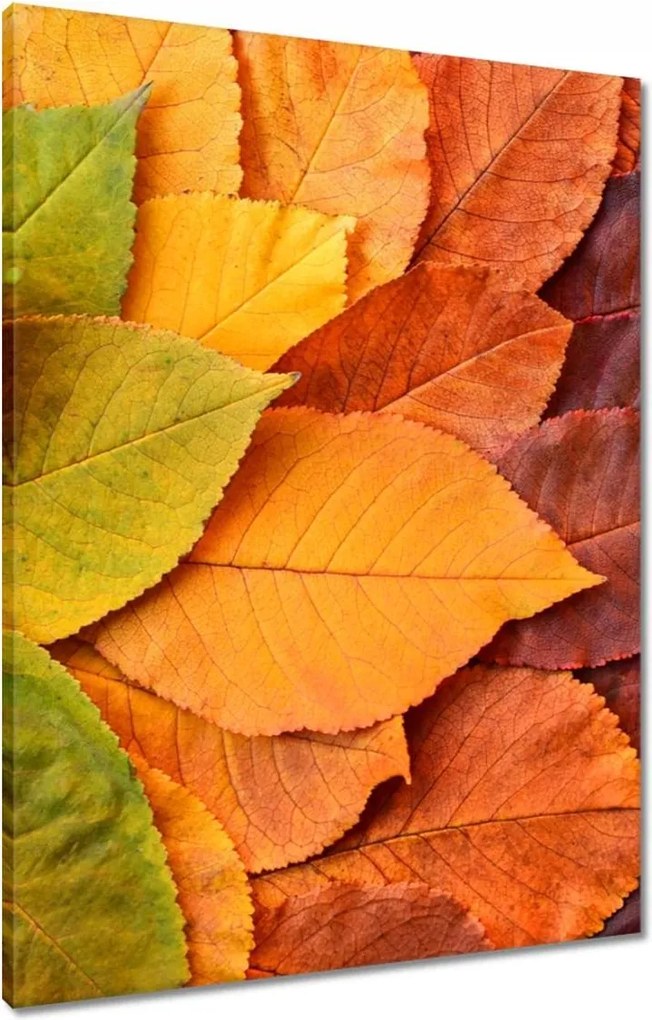 Vászonkép 60x80 Őszi színes levelek Levél