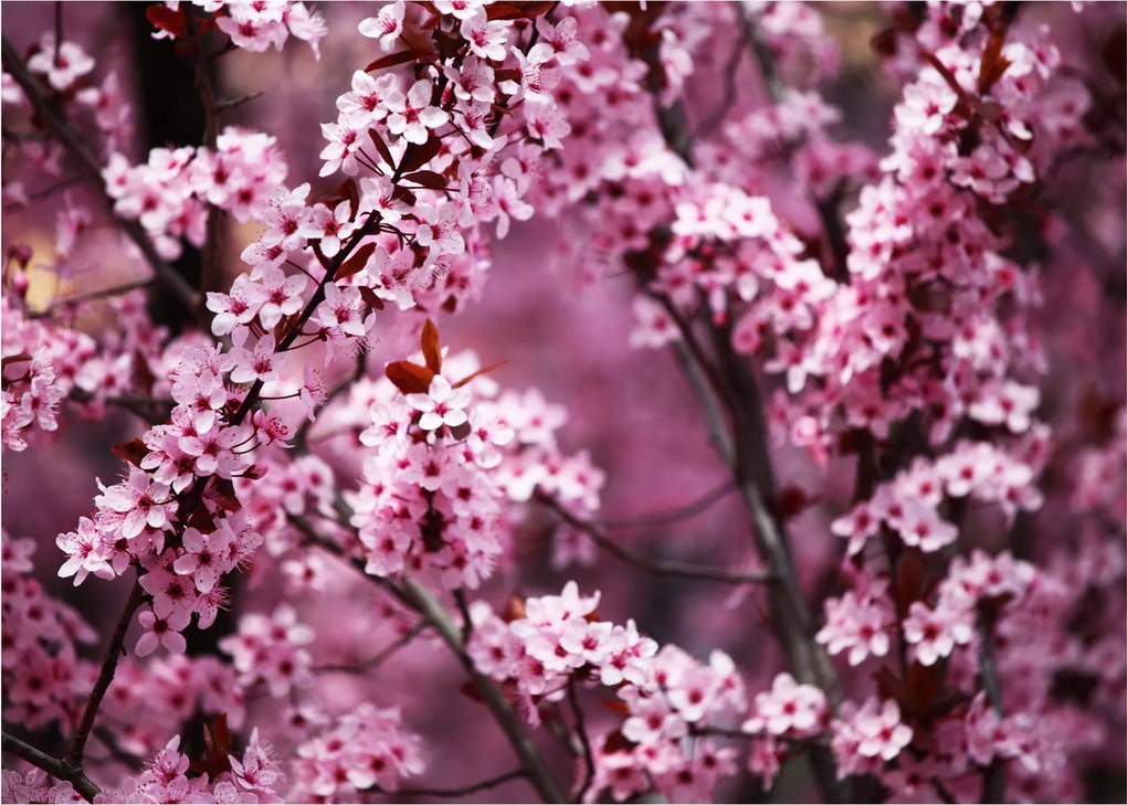 Üveg kép - Rózsaszín sakura (70x50 cm)