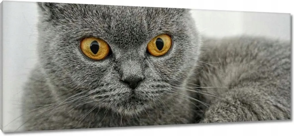 Vászonkép 100x40 Brit rövidszőrű macska