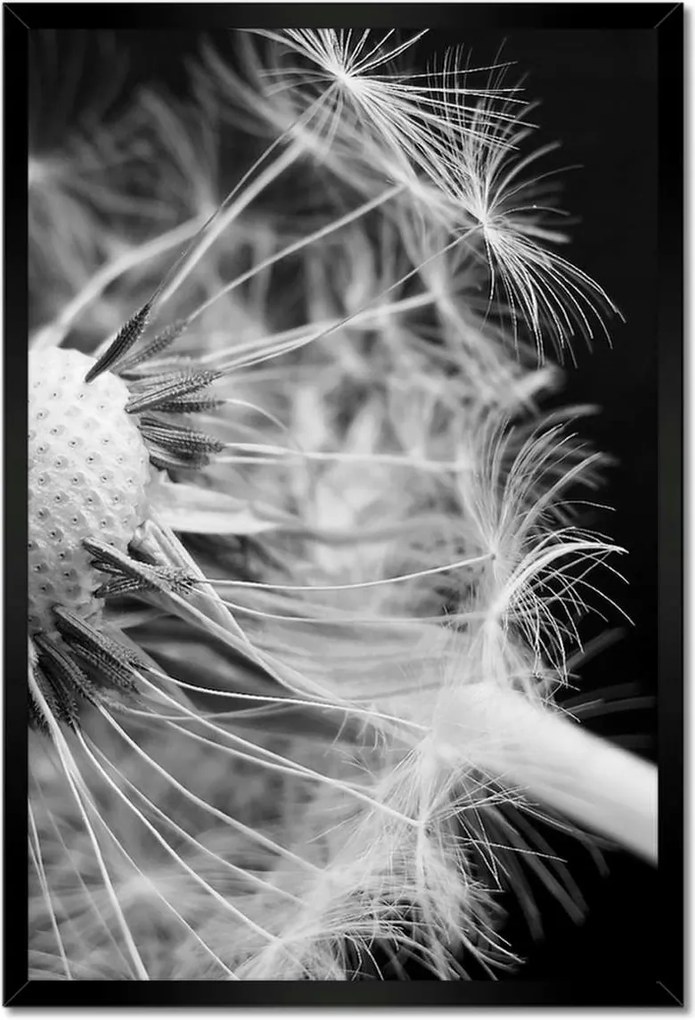 Poszterek keretben 40x60 Pitypang Virág Virágok