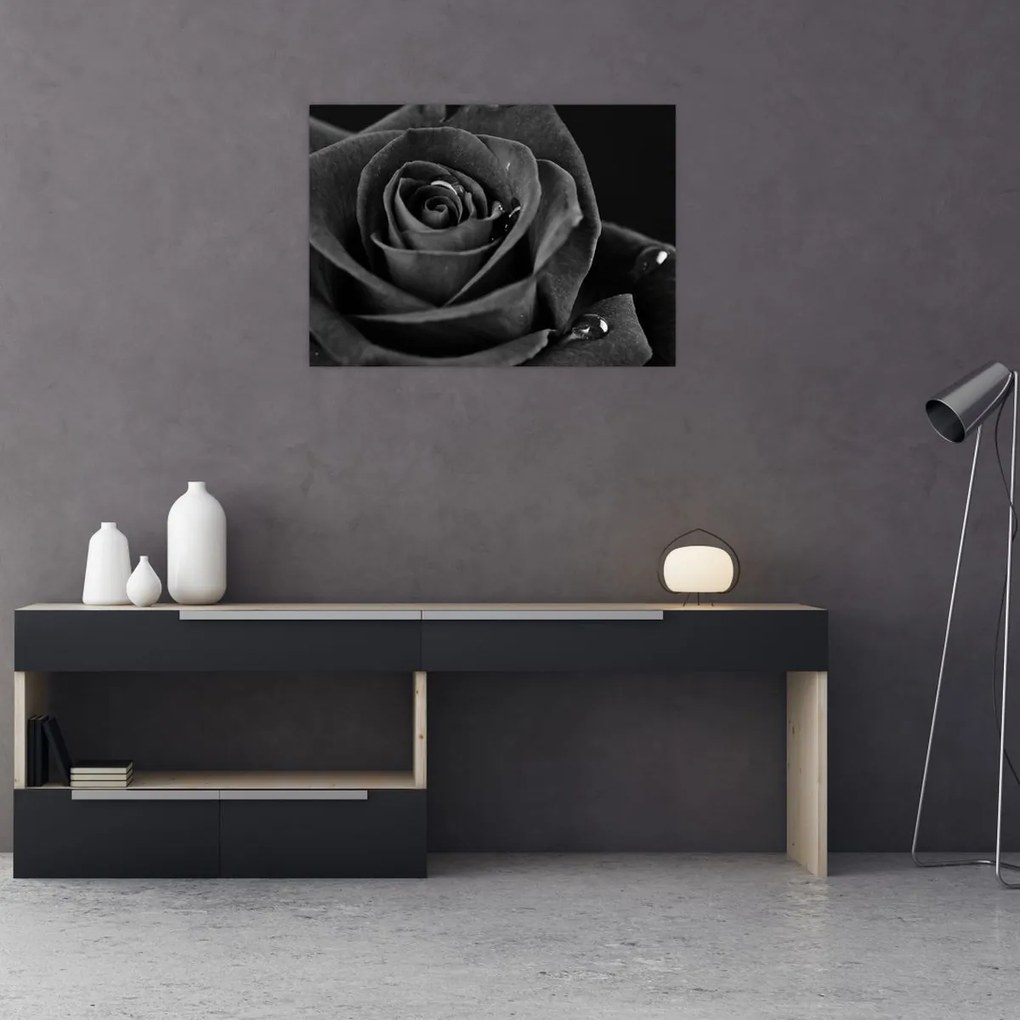 Kép - Bíborvörös rózsa (70x50 cm)