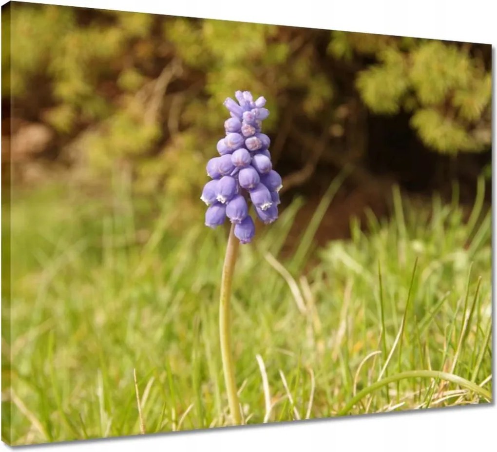 Vászonkép 50x40 Lila virág