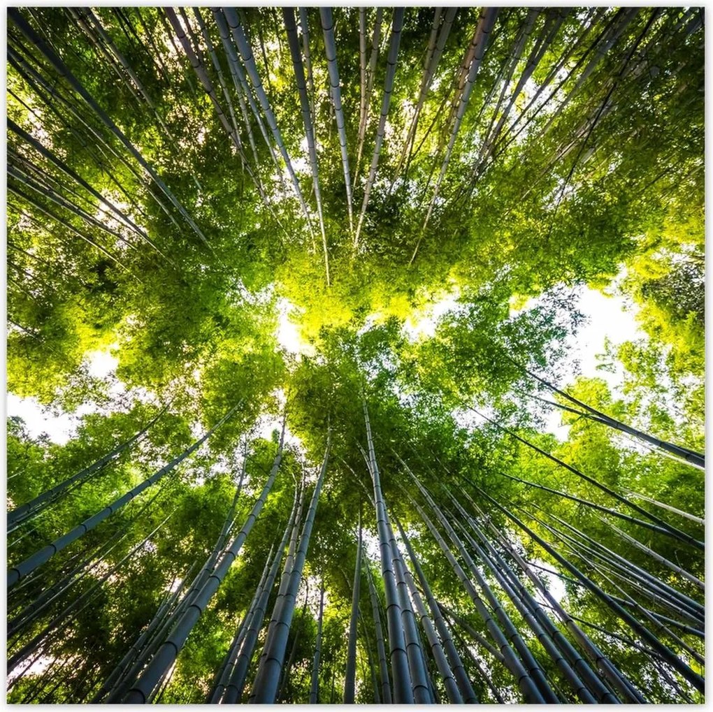 Poszterek 140x140 Bambusz trópusi erdő