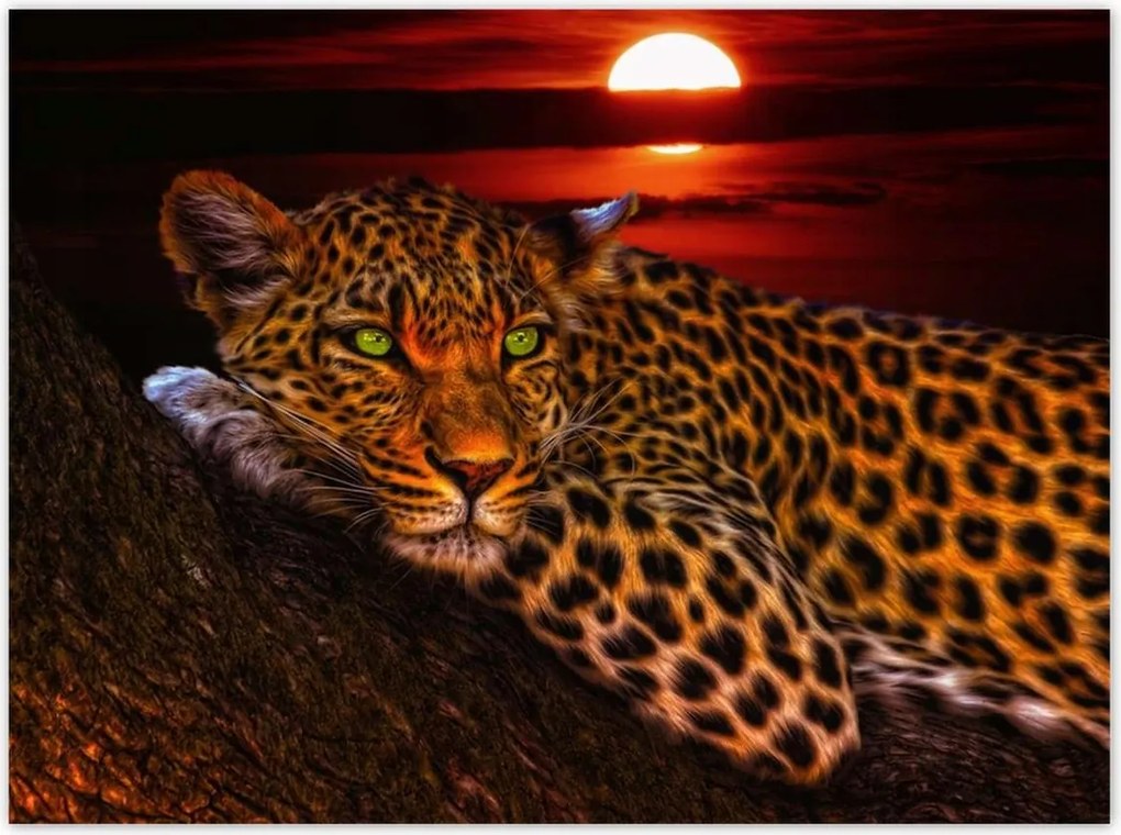 Poszterek 135x100 Leopárd párduc