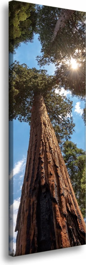 Vászonkép Magas fák Ég Természet Nap 40x120 cm