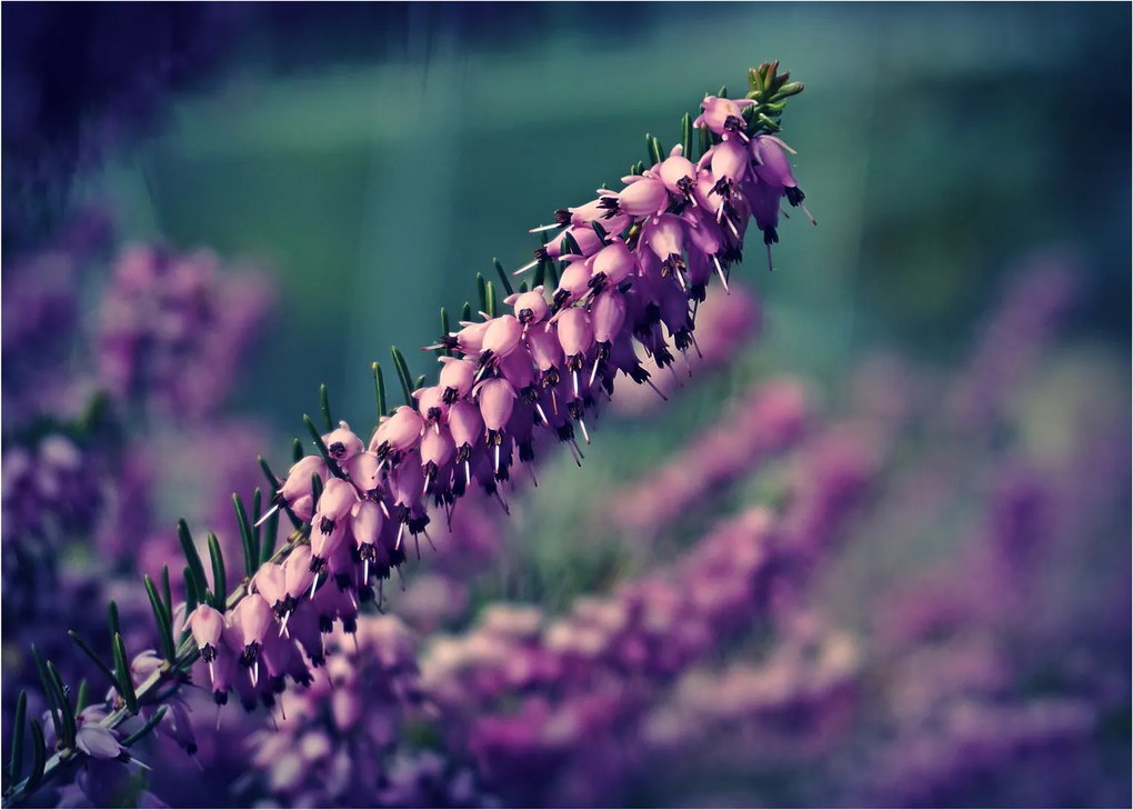 Levandula képe (üvegen) (70x50 cm)
