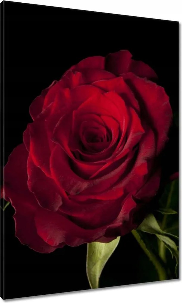 Vászonkép 70x100 Vörös rózsa