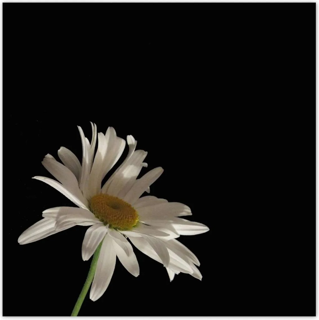 Poszterek 140x140 Fehér kamilla virág