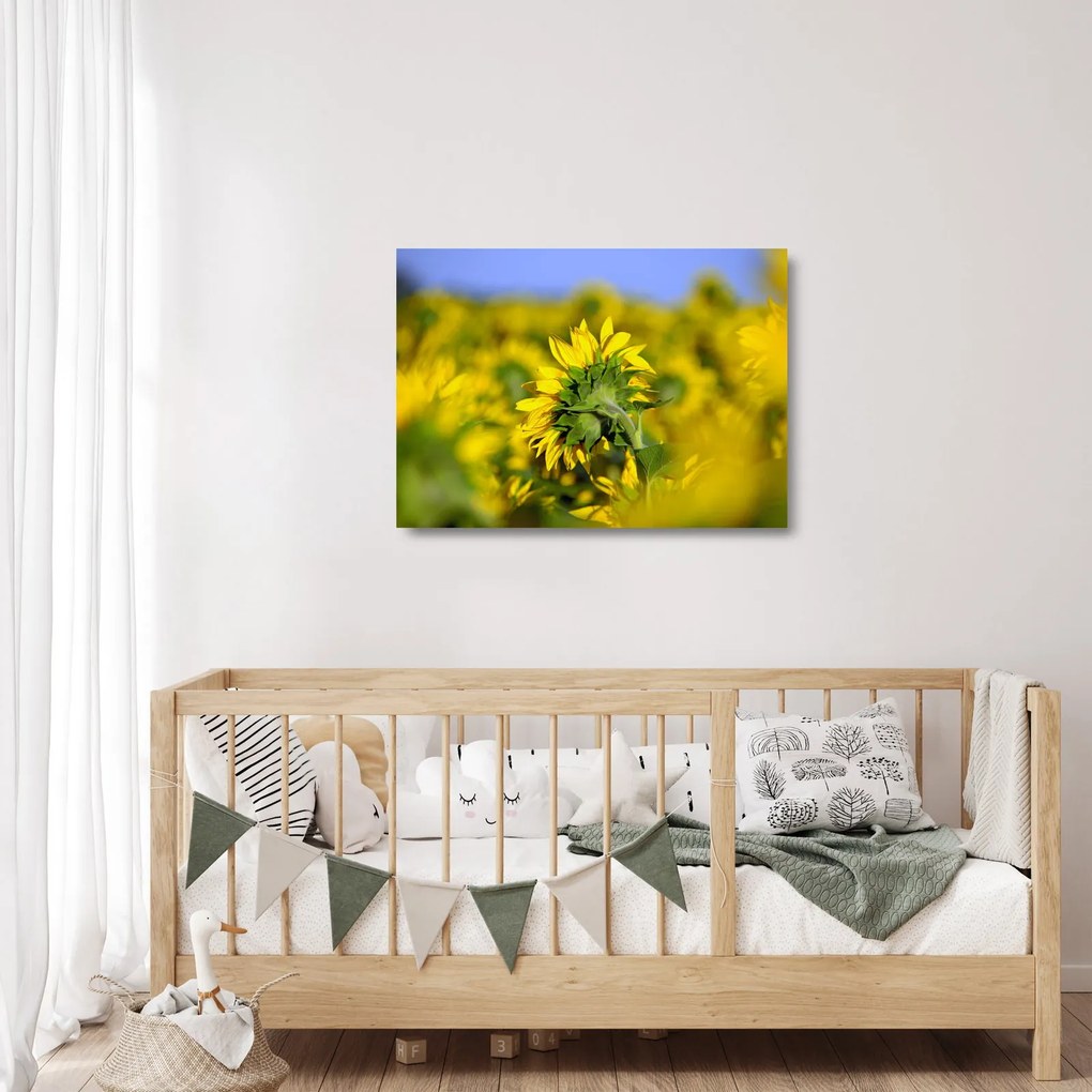 Napraforgó képe (üvegen) (70x50 cm)