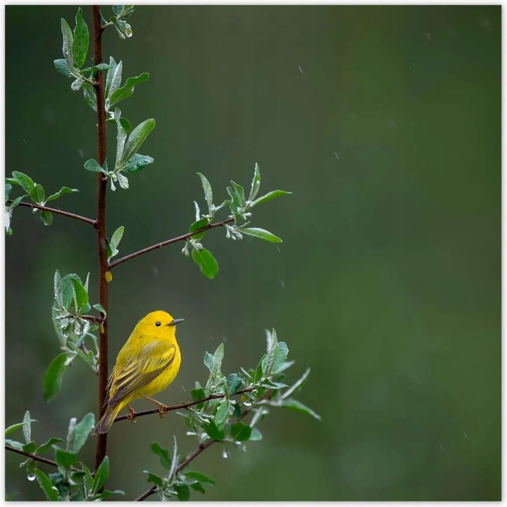 Poszterek 100x100 Madarak