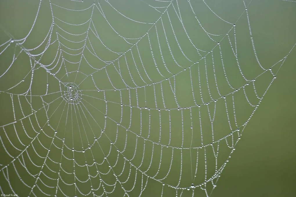 Poszter 30x20cm Pókháló, Assaf Frank