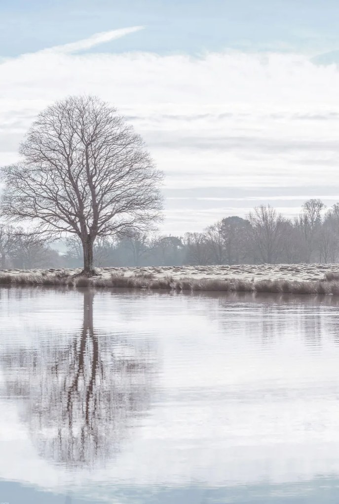 Poszter 68x101cm Fa tükröződése a tóban, Assaf Frank