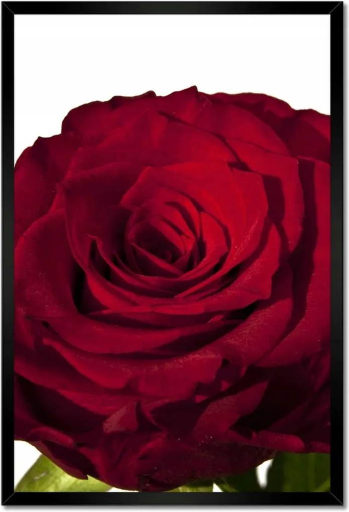 Poszter keretben 40x60 Vörös rózsa fehér között