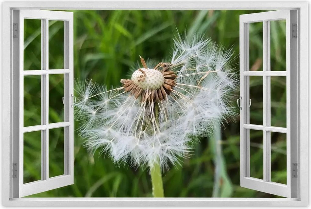 Poszterek 90x60 Pitypang Virág Virágok