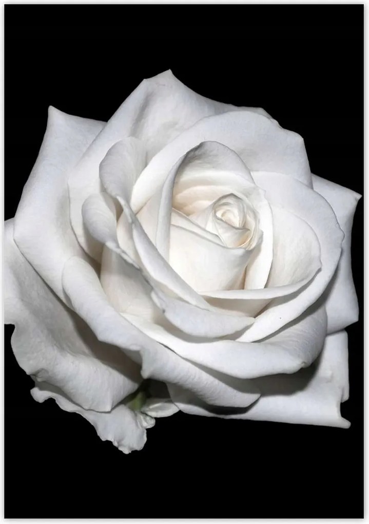 Poszterek 70x100 Rózsa Virág Virágok Rózsa