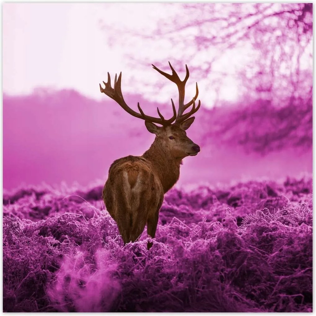 Poszterek 140x140 Szarvas a lila erdőben
