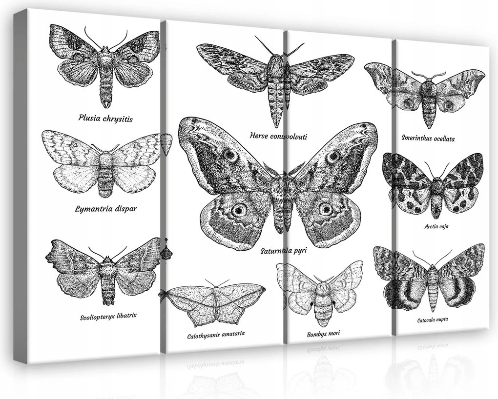 Vászonkép 120x80 Éjszakai pillangók vintage entomológia fekete-fehér tudományos művészet