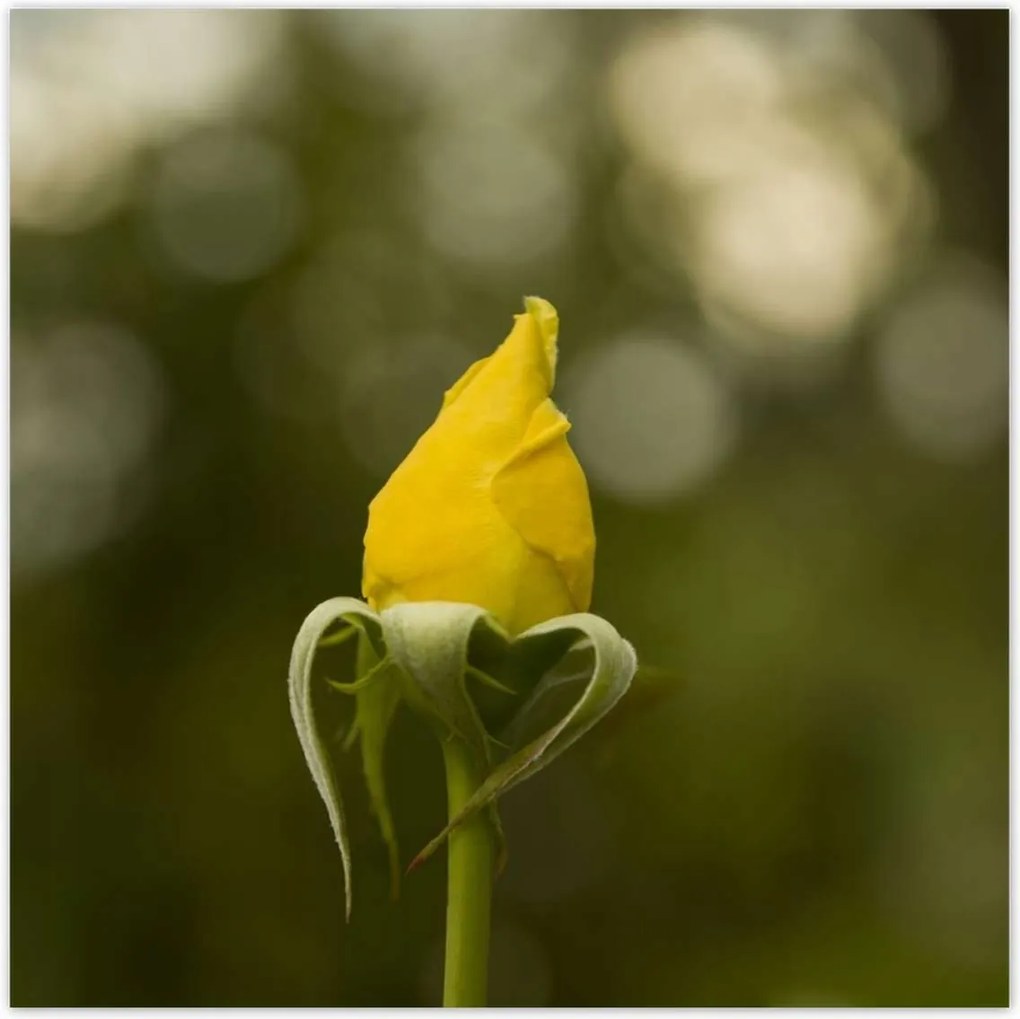 Poszterek 30x30 Sárga rózsa