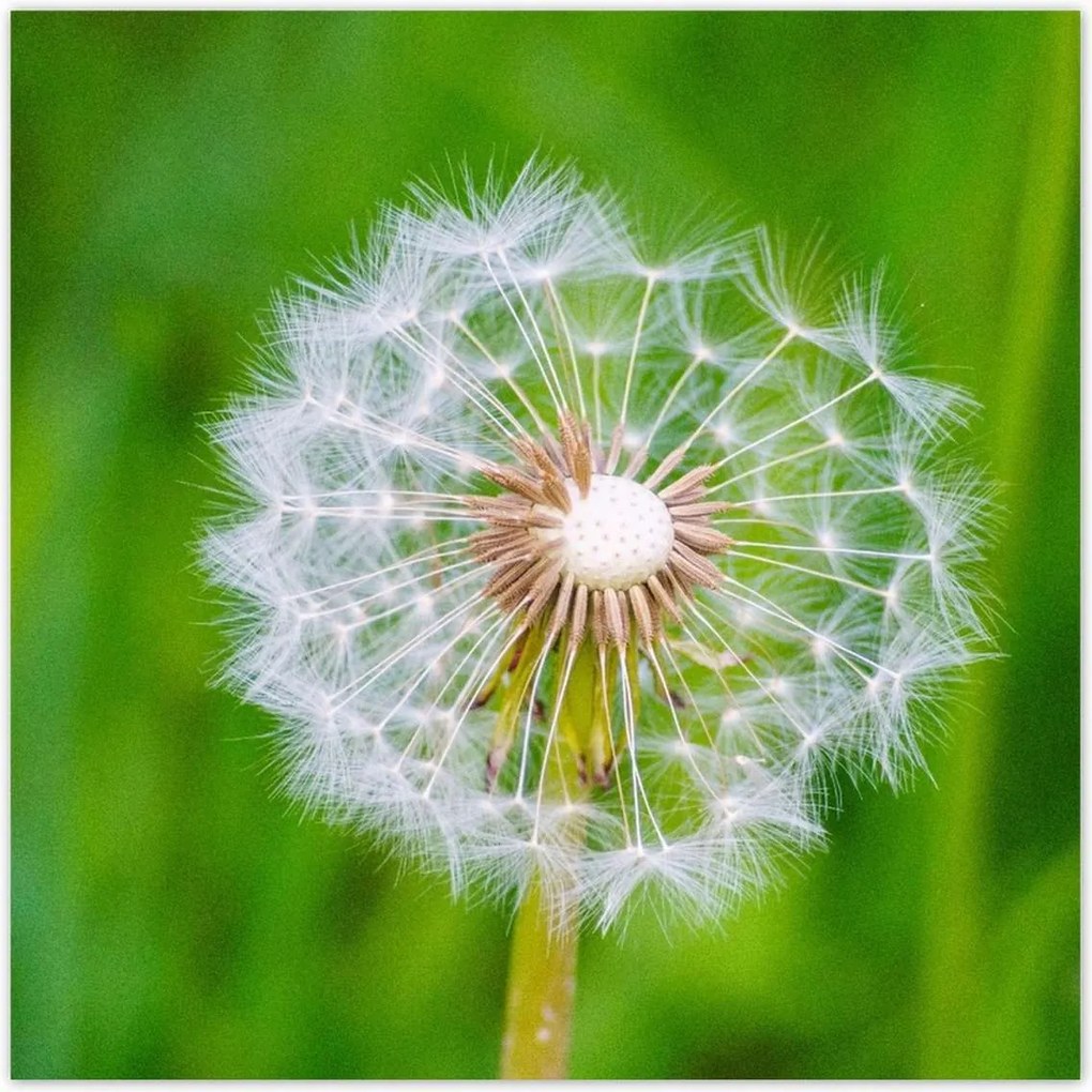 Poszterek 100x100 Pitypang Virág Virágok