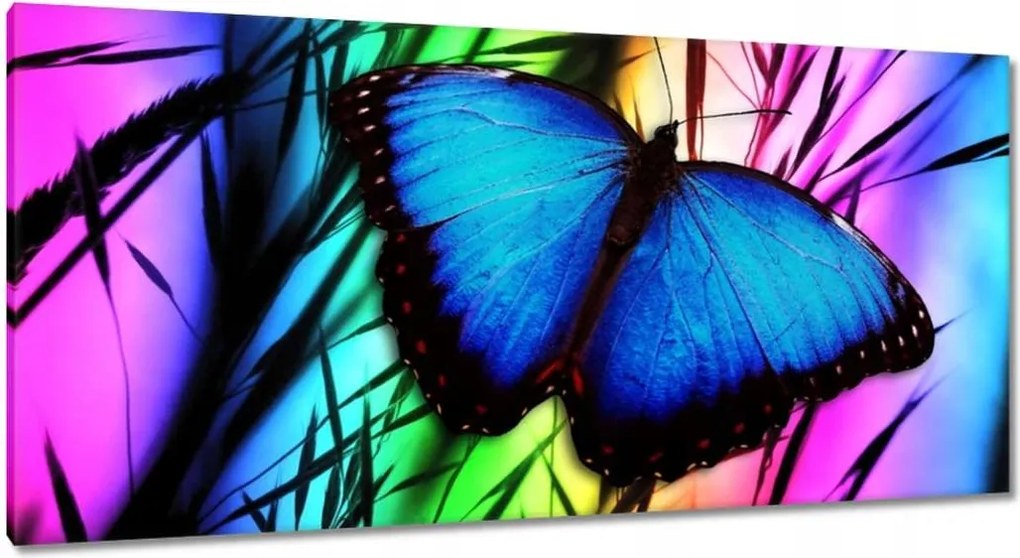 Vászonkép 115x55 Kék pillangó