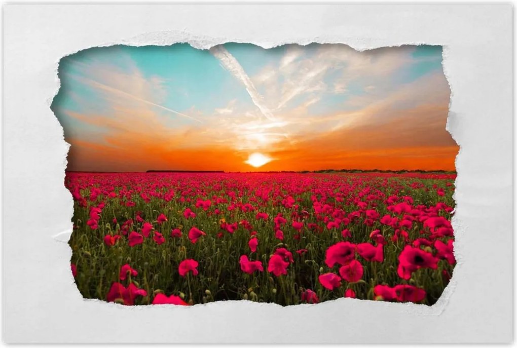 Plakátok 60x40 Pink pipacsok Naplemente