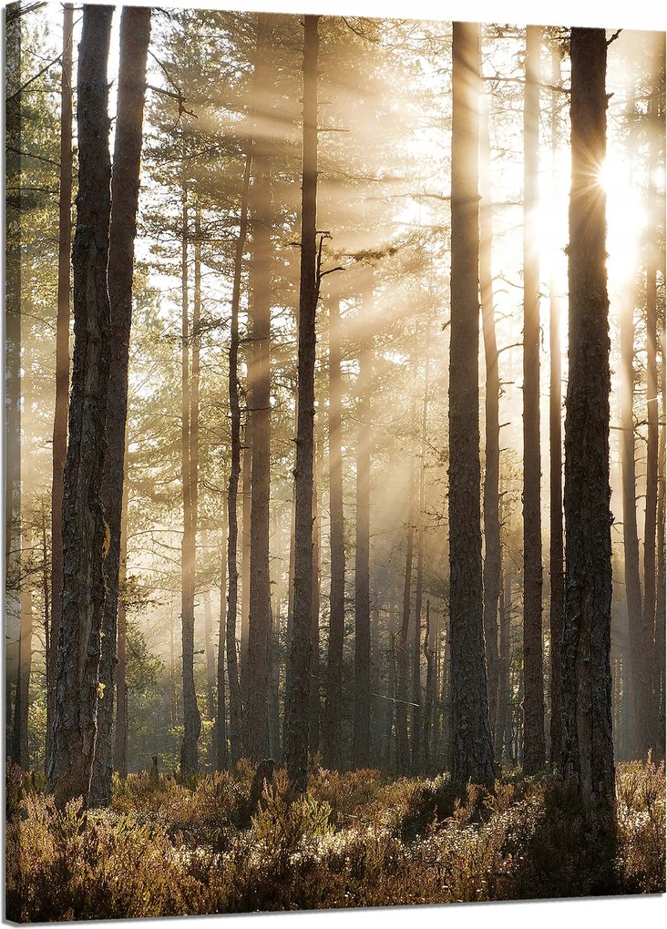 Vászonkép Nap az erdőben Hideg színek Fű 50x70 cm