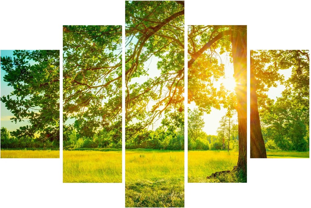 Kép - Sunny Forest (150x105 cm)