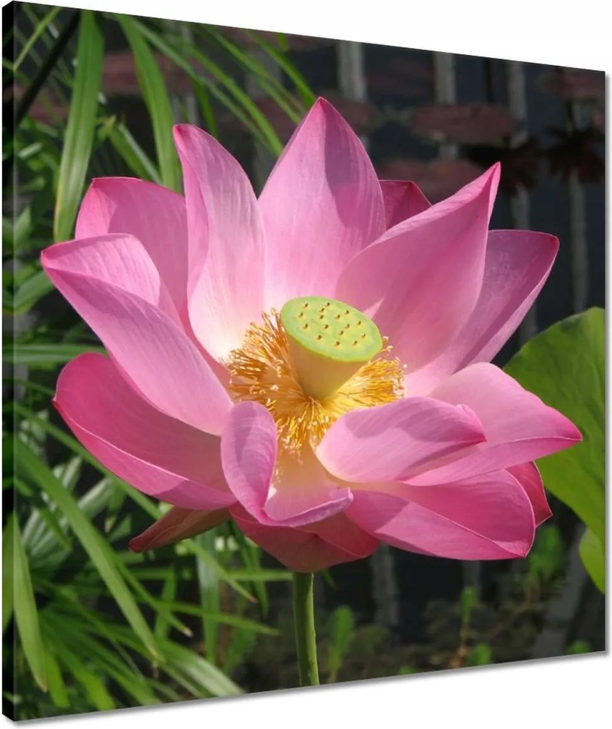 Vászonkép 50x50 Lótusz Lótuszvirág