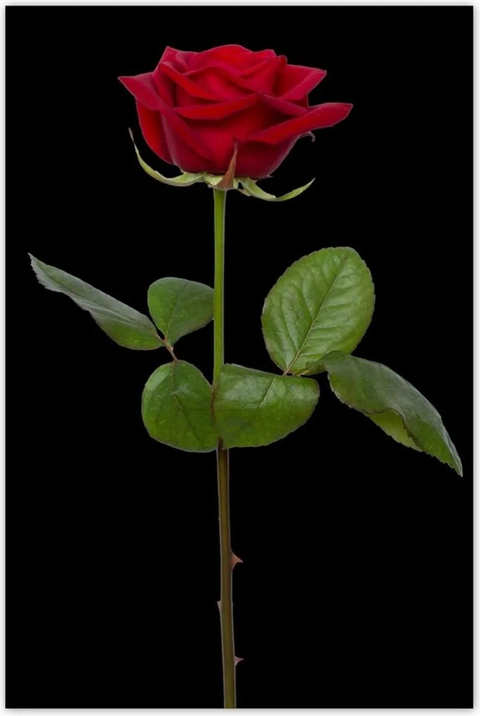 Poszterek 60x90 Nőnap Ajándék Love