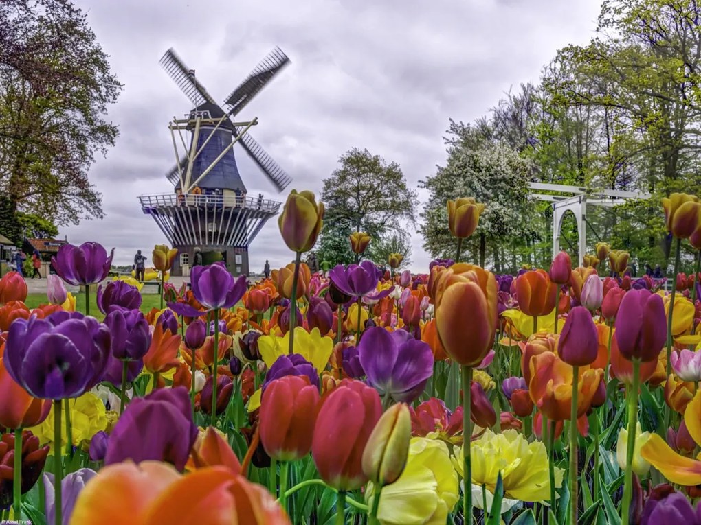 Poszter 40x30cm Színes tulipánok a kertben Keukenhof, Assaf Frank