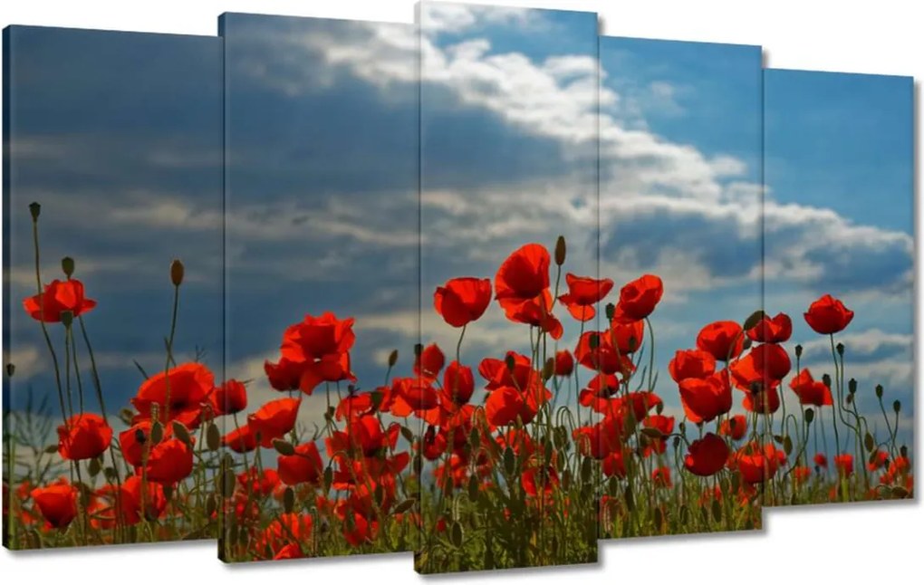 Vászonkép 100x60 Pipacs Virágok