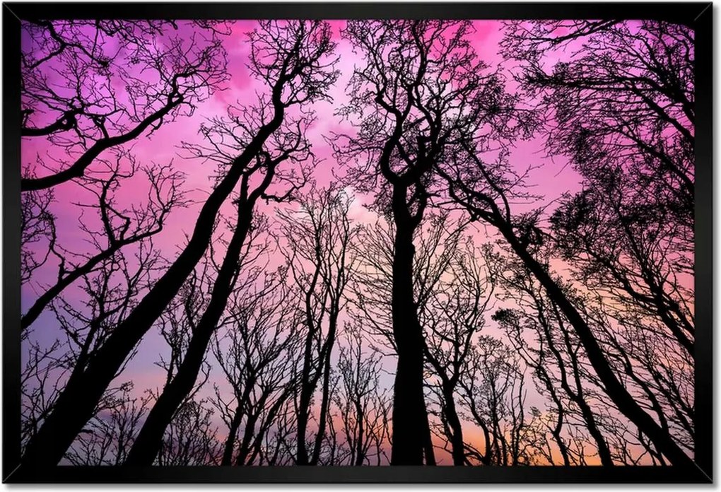 Poszterek keretben 60x40 Erdő Fák Kilátás alulról