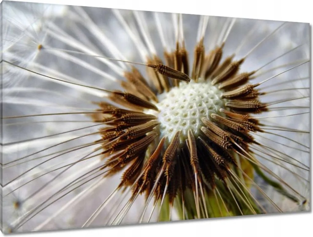 Vászonkép 120x80 Pitypang Virág Virágok