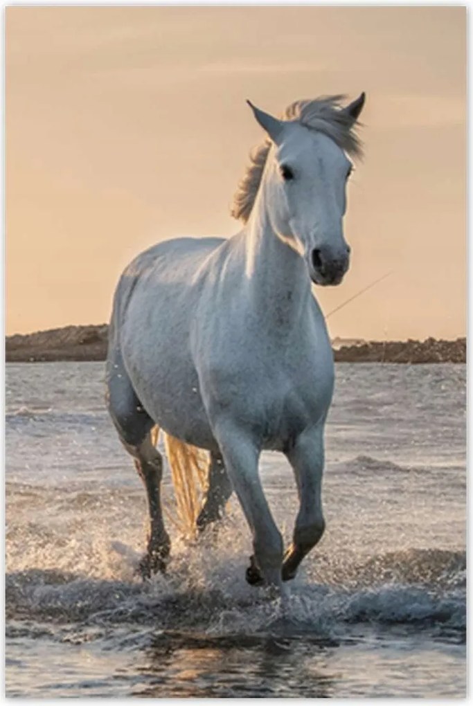 Poszterek 60x90 Vad lovak Wild Horses