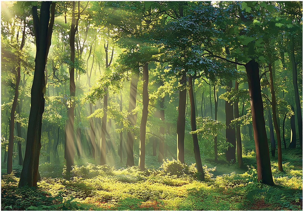 Fotótapéta Varázslatos erdő Perspektíva Fény a falon 254x184 +ragasztó