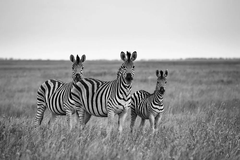 Fotótapéta három zebra fekete fehérben