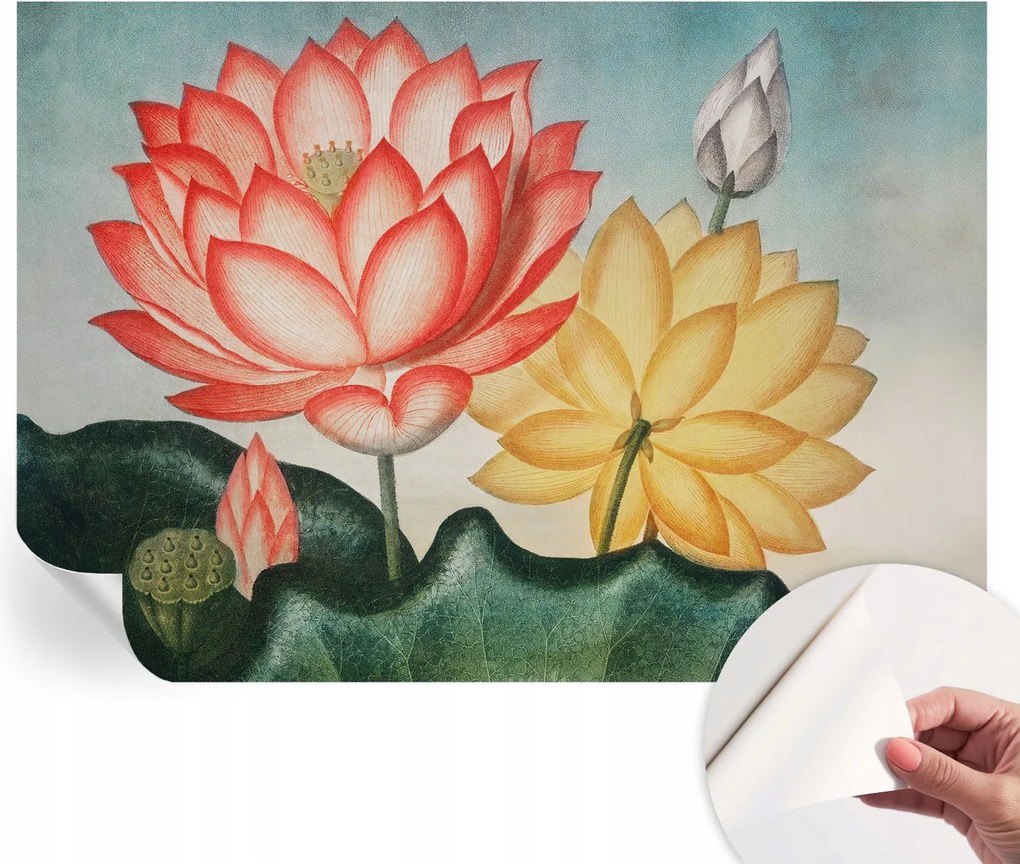 Öntapadós Dekoratív Fotótapéta Hálószobába Lótusz virágok 208x146 cm