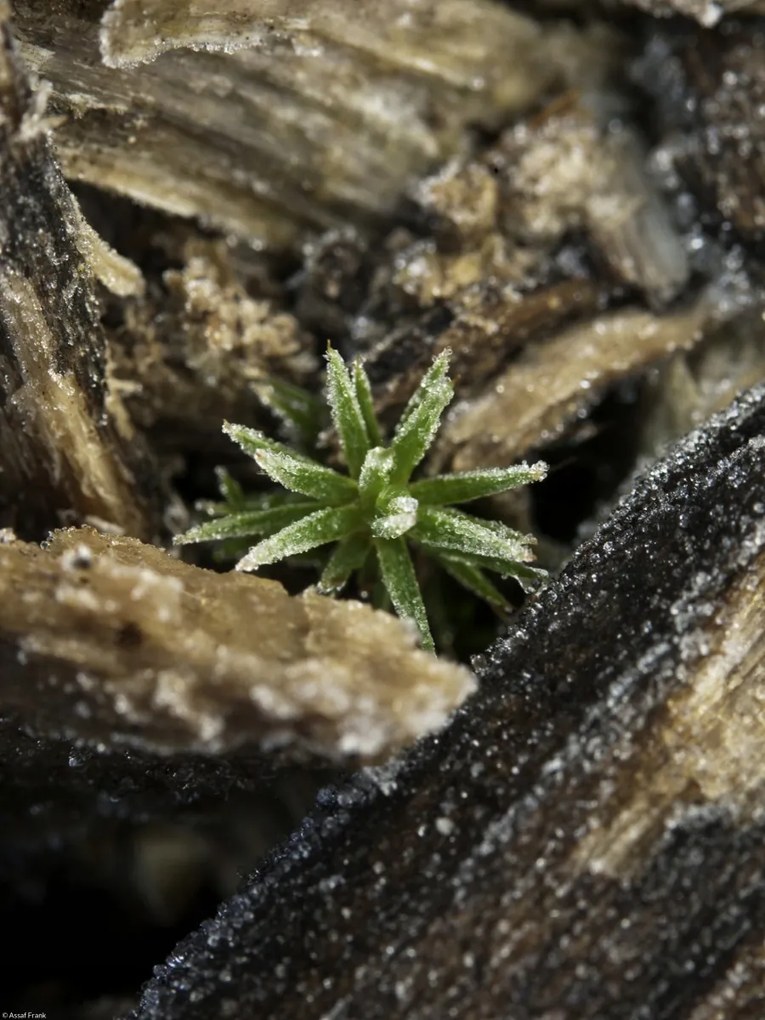 Poszter 30x40cm Natúr fa kéreg, Assaf Frank