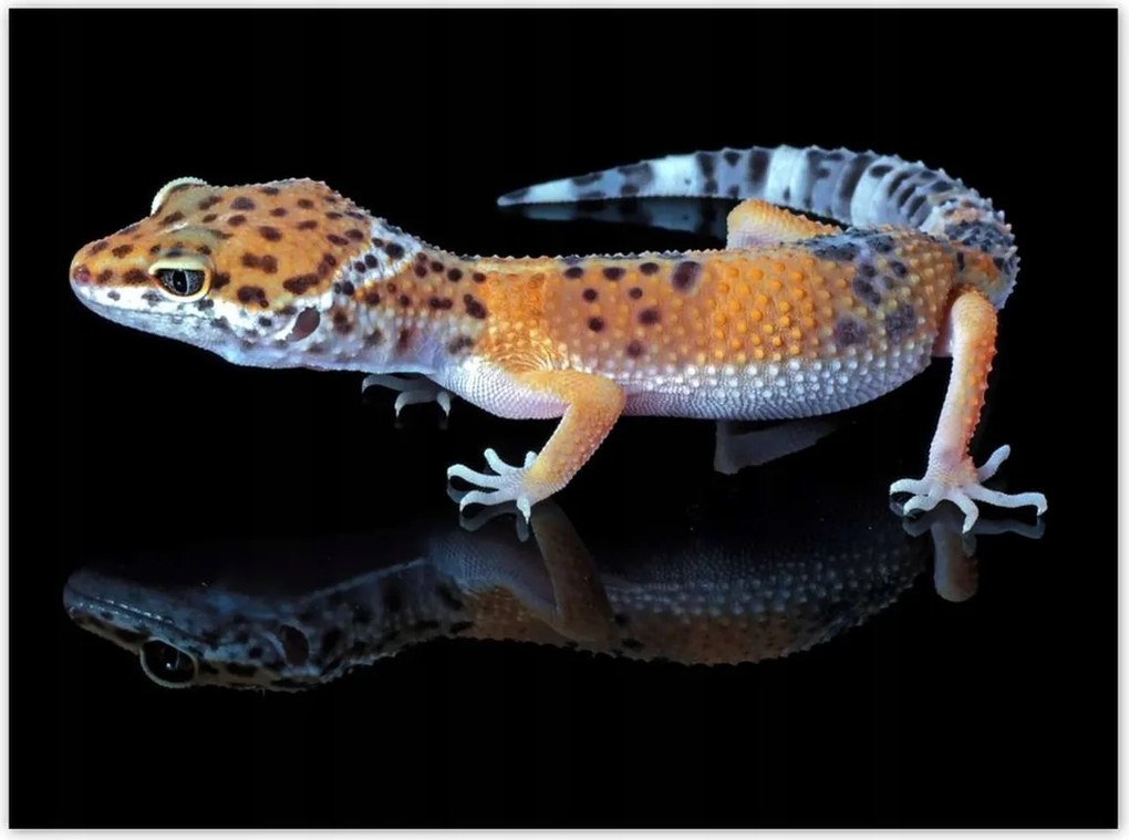 Poszterek 135x100 Gekkó leopárd hüllők