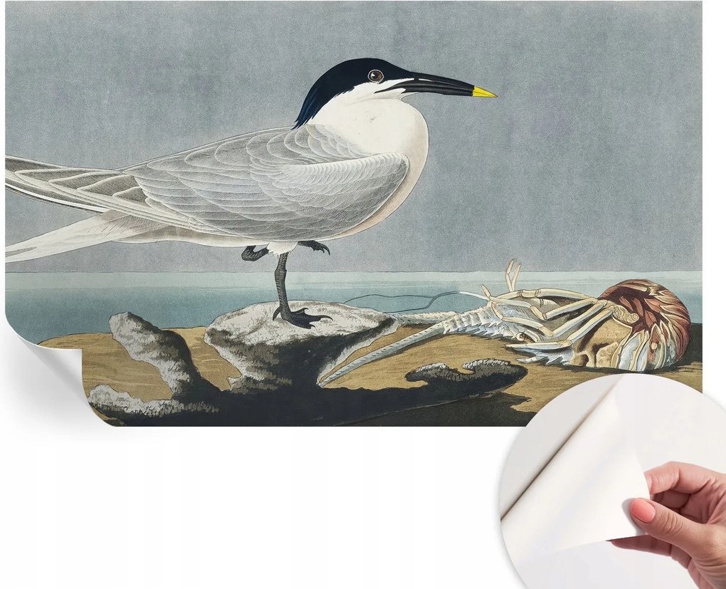 Öntapadós fotótapéta Falra 3D Loft Ornitológiai elegancia 416x254