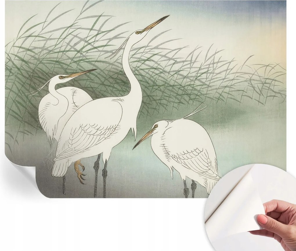 Öntapadós fotótapéta a konyhába Mosható sapkák a fűben 208x146 cm